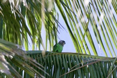 Poicephalus cryptoxanthus