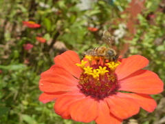 Apis mellifera