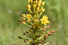 Bulbine abyssinica