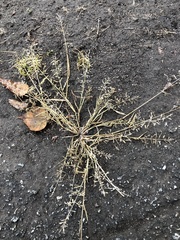 Eragrostis minor