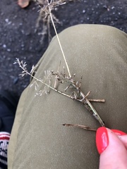 Eragrostis minor