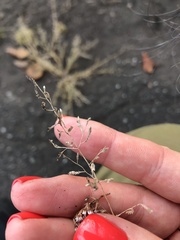 Eragrostis minor