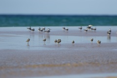 Charadrius leschenaultii