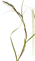 Ehrharta ramosa aphylla