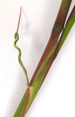 Ehrharta ramosa aphylla