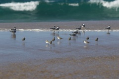 Charadrius leschenaultii