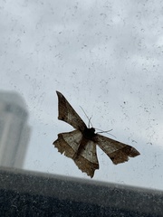 Krananda latimarginaria