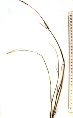 Ehrharta ramosa aphylla