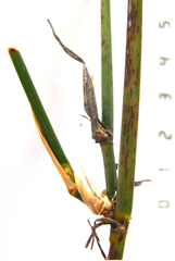 Ehrharta ramosa aphylla