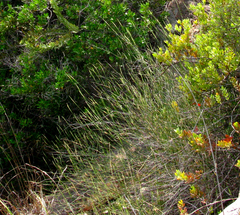 Ehrharta ramosa aphylla