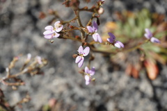 Stylidium assimile