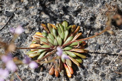 Stylidium assimile