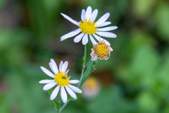 Aster microcephalus