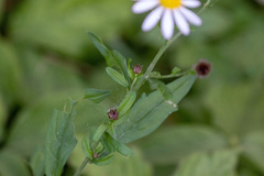 Aster microcephalus