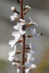 Stylidium diversifolium