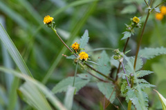 Bidens pilosa pilosa