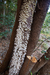 Basidiomycota