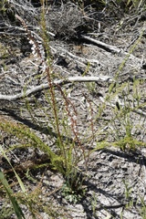Stylidium diversifolium