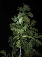 Brosimum alicastrum