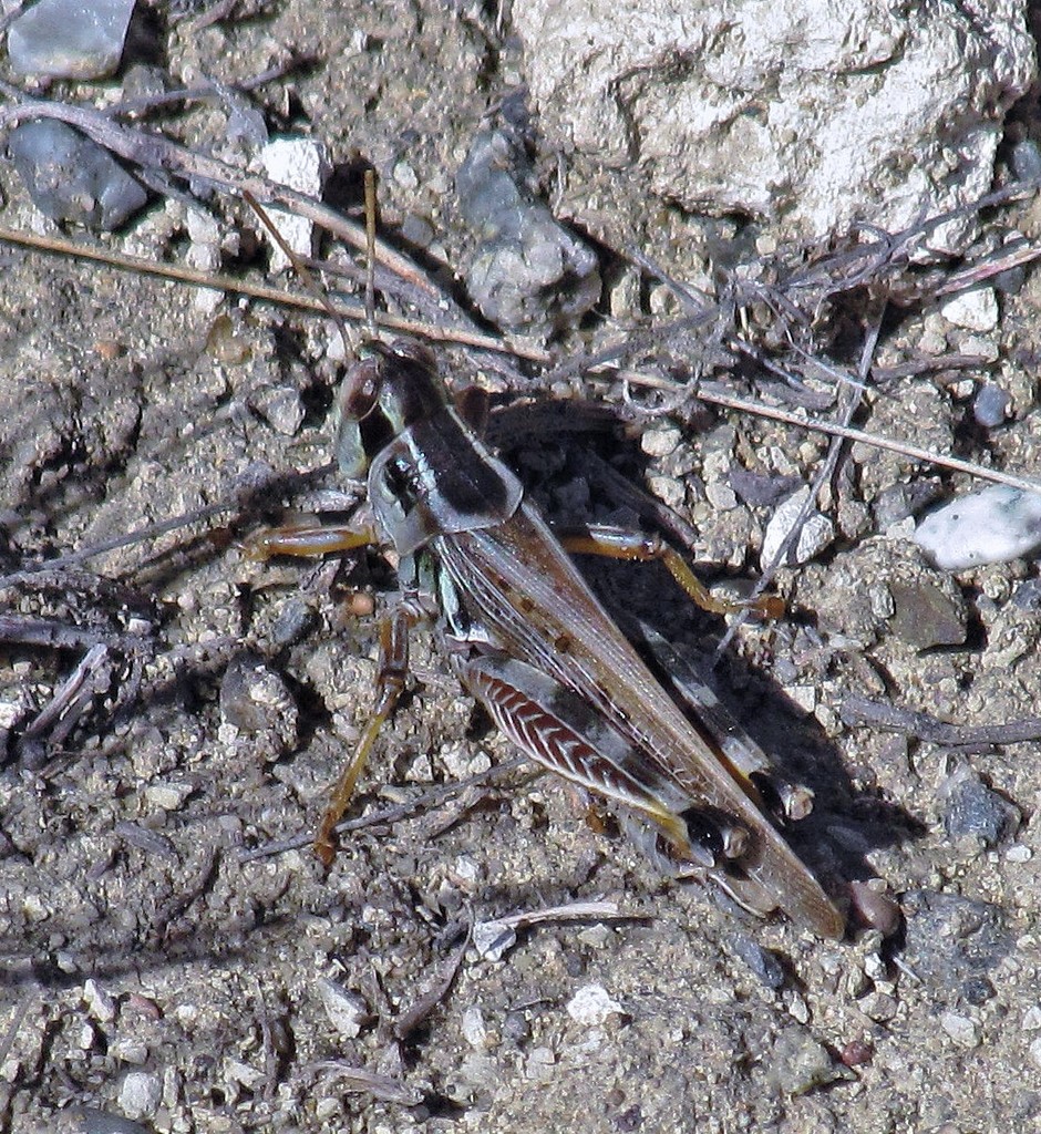 Dichroplus maculipennis