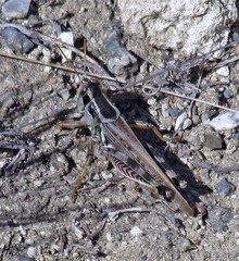 Dichroplus maculipennis