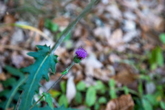 Cirsium oligophyllum