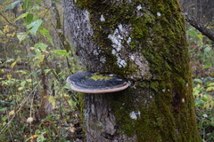 Phellinus populicola