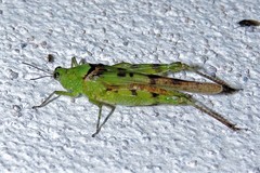 Paulinia acuminata