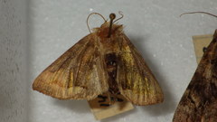 Diachrysia chrysitis