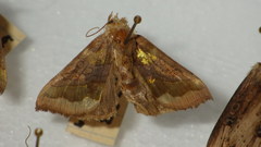 Diachrysia chrysitis