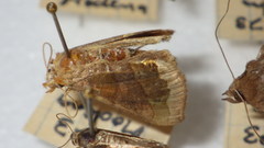 Diachrysia chrysitis
