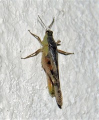 Paulinia acuminata