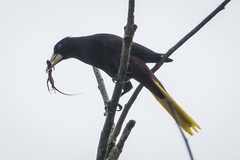 Psarocolius decumanus