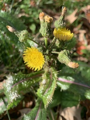 Sonchus asper