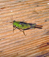 Paulinia acuminata