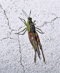 Paulinia acuminata