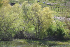 Salix mucronata