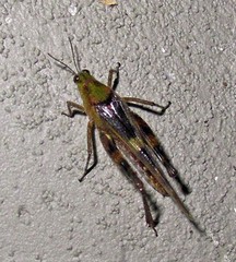 Paulinia acuminata