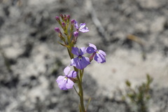 Isotoma hypocrateriformis