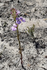 Isotoma hypocrateriformis