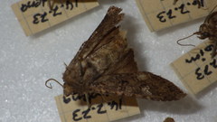 Mamestra brassicae