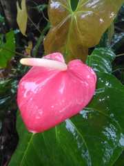 Anthurium andraeanum