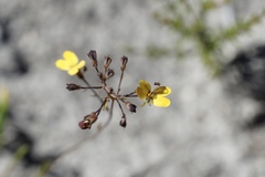 Stylidium luteum