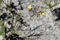 Stylidium luteum