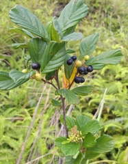 Frangula crenata