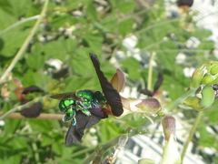 Euglossa