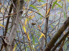 Abroscopus albogularis