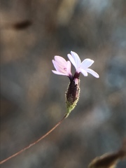 Lessingia micradenia micradenia