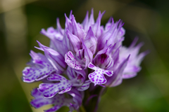 Neotinea tridentata tridentata