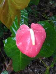 Anthurium andraeanum